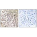 Immunohistochemistry - MRPL16 Antibody from Signalway Antibody (34320) - Antibodies.com