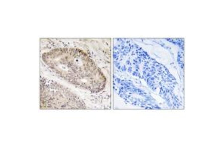 Immunohistochemistry - ALS2CR8 Antibody from Signalway Antibody (34418) - Antibodies.com