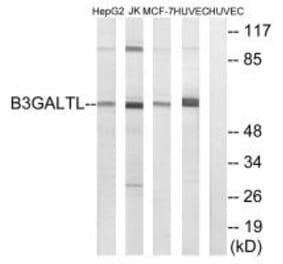 Western blot - B3GALTL Antibody from Signalway Antibody (34488) - Antibodies.com