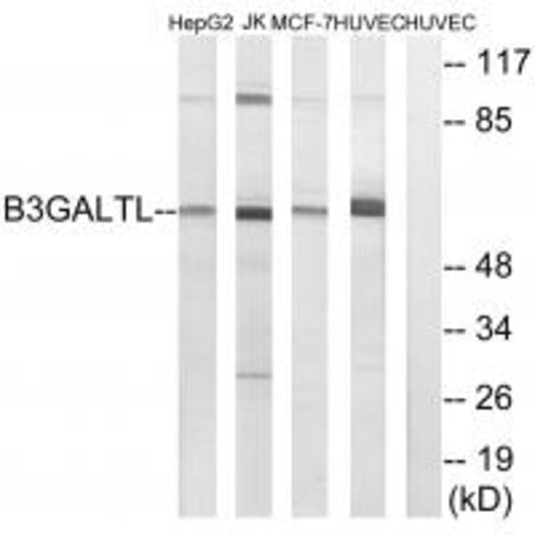 Western blot - B3GALTL Antibody from Signalway Antibody (34488) - Antibodies.com