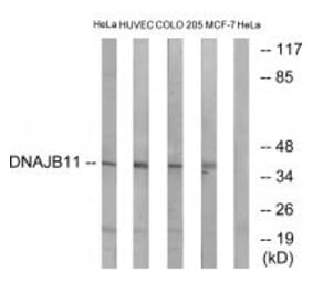 Western blot - DNAJB11 Antibody from Signalway Antibody (34657) - Antibodies.com