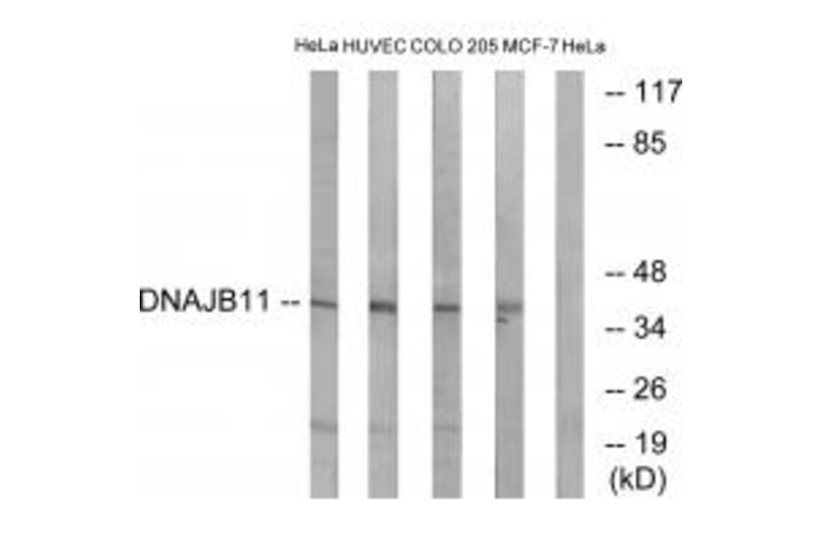 Western blot - DNAJB11 Antibody from Signalway Antibody (34657) - Antibodies.com