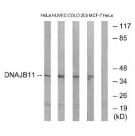 Western blot - DNAJB11 Antibody from Signalway Antibody (34657) - Antibodies.com