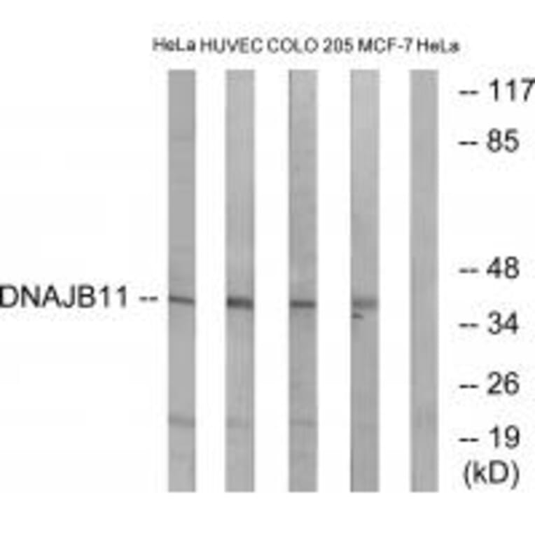 Western blot - DNAJB11 Antibody from Signalway Antibody (34657) - Antibodies.com