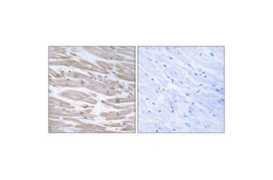 Immunohistochemistry - DNAJB11 Antibody from Signalway Antibody (34657) - Antibodies.com