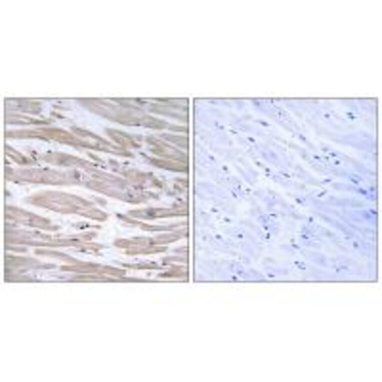 Immunohistochemistry - DNAJB11 Antibody from Signalway Antibody (34657) - Antibodies.com