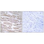 Immunohistochemistry - DNAJB11 Antibody from Signalway Antibody (34657) - Antibodies.com