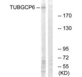 Western blot - TUBGCP6 Antibody from Signalway Antibody (34698) - Antibodies.com