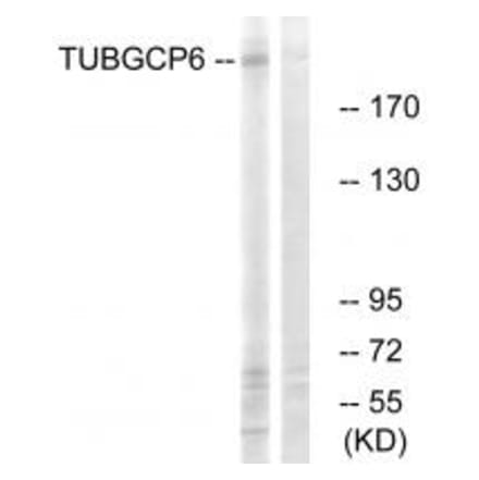 Western blot - TUBGCP6 Antibody from Signalway Antibody (34698) - Antibodies.com