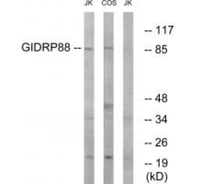 Western blot - GIDRP88 Antibody from Signalway Antibody (34711) - Antibodies.com