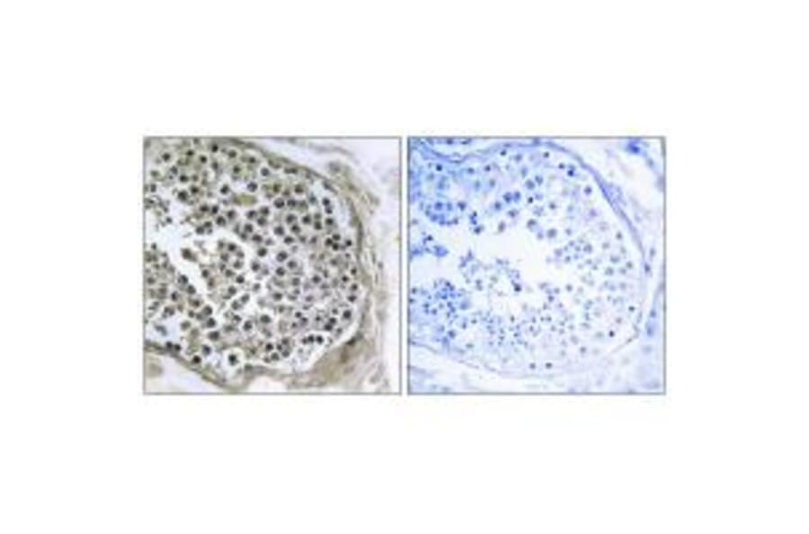 Immunohistochemistry - GIDRP88 Antibody from Signalway Antibody (34711) - Antibodies.com