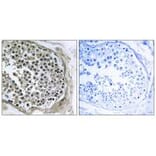 Immunohistochemistry - GIDRP88 Antibody from Signalway Antibody (34711) - Antibodies.com