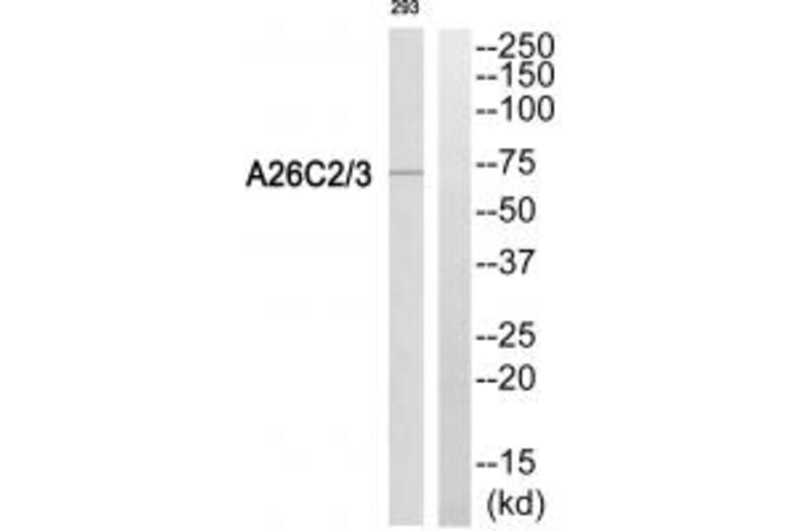 Western blot - A26C2/3 Antibody from Signalway Antibody (34928) - Antibodies.com