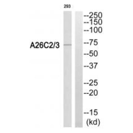 Western blot - A26C2/3 Antibody from Signalway Antibody (34928) - Antibodies.com