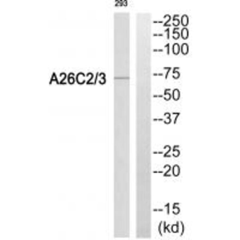 Western blot - A26C2/3 Antibody from Signalway Antibody (34928) - Antibodies.com