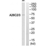 Western blot - A26C2/3 Antibody from Signalway Antibody (34928) - Antibodies.com