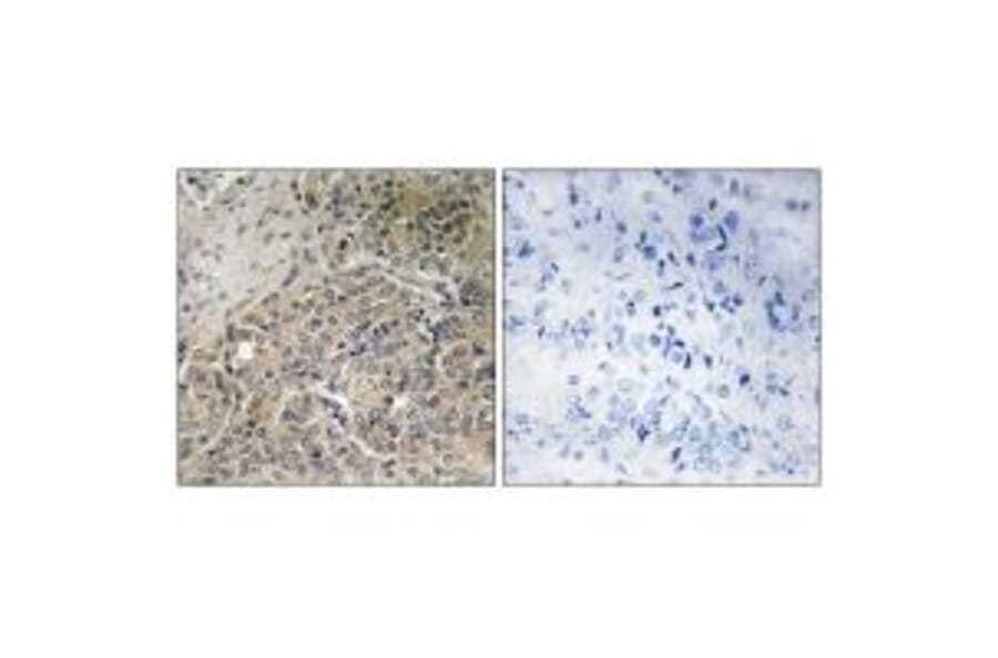 Immunohistochemistry - A26C2/3 Antibody from Signalway Antibody (34928) - Antibodies.com