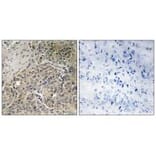Immunohistochemistry - A26C2/3 Antibody from Signalway Antibody (34928) - Antibodies.com