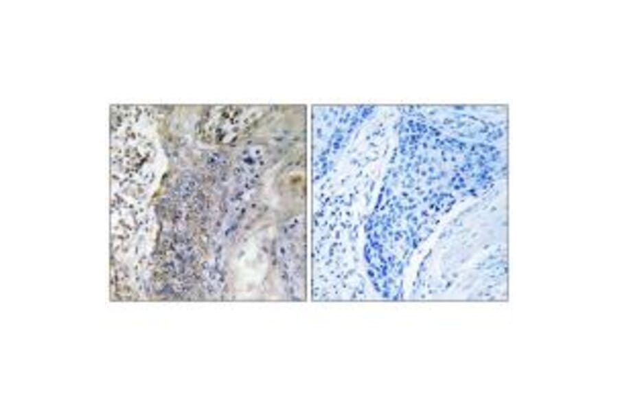 Immunohistochemistry - SLC28A2 Antibody from Signalway Antibody (35061) - Antibodies.com