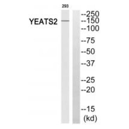 Western blot - YEATS2 Antibody from Signalway Antibody (35149) - Antibodies.com