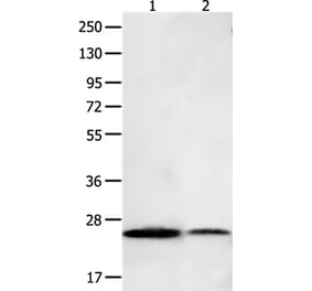 BCL2L15 Antibody from Signalway Antibody (35595) - Antibodies.com