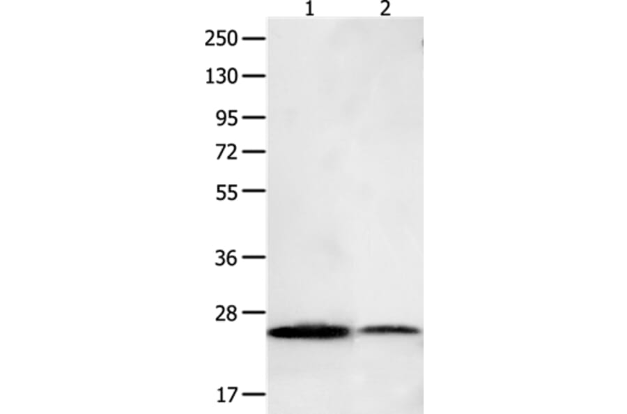 BCL2L15 Antibody from Signalway Antibody (35595) - Antibodies.com