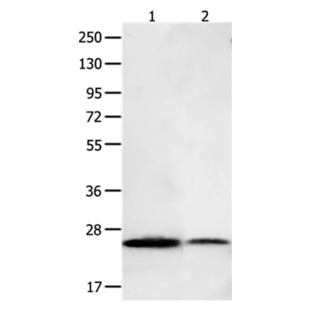 BCL2L15 Antibody from Signalway Antibody (35595) - Antibodies.com