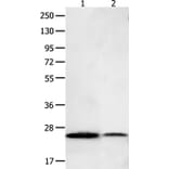 BCL2L15 Antibody from Signalway Antibody (35595) - Antibodies.com
