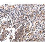 Immunohistochemistry - BCL2L15 Antibody from Signalway Antibody (35595) - Antibodies.com