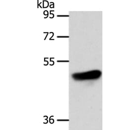 ADIPOR1 Antibody from Signalway Antibody (35614) - Antibodies.com