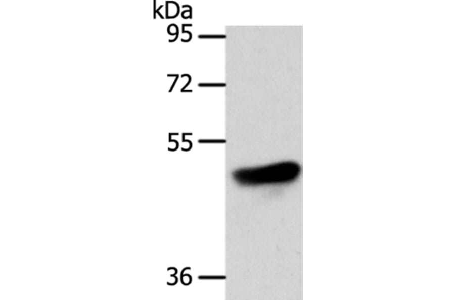 ADIPOR1 Antibody from Signalway Antibody (35614) - Antibodies.com