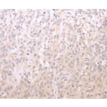 Immunohistochemistry - ADIPOR1 Antibody from Signalway Antibody (35614) - Antibodies.com