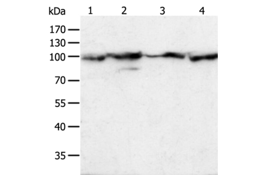 HSP90B1 Antibody from Signalway Antibody (35762) - Antibodies.com