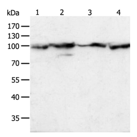 HSP90B1 Antibody from Signalway Antibody (35762) - Antibodies.com