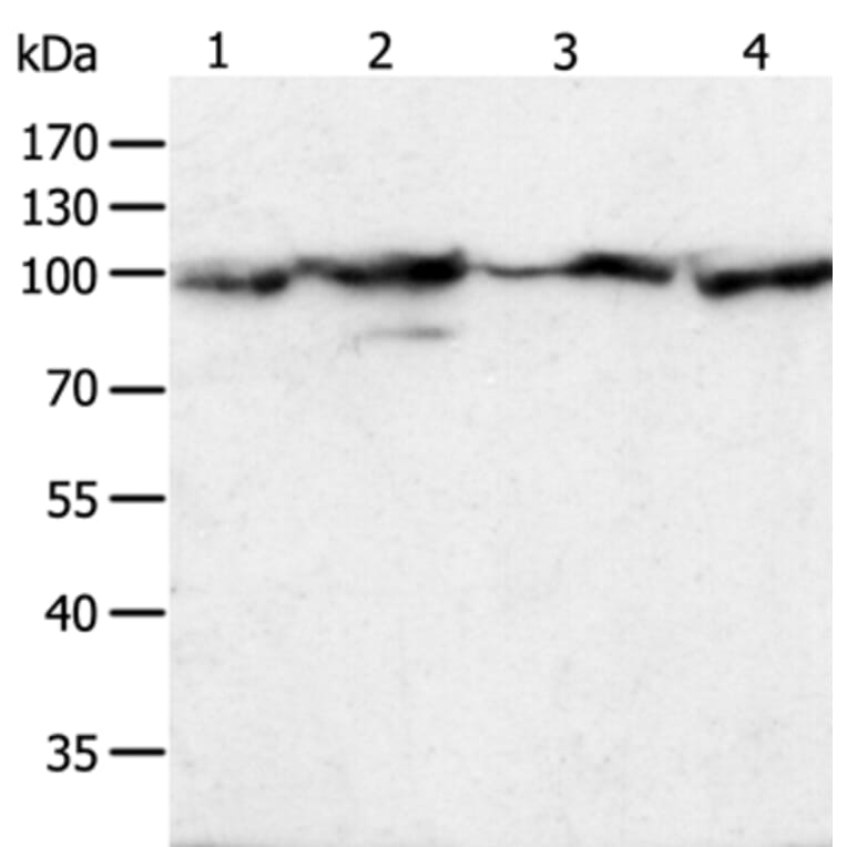 HSP90B1 Antibody from Signalway Antibody (35762) - Antibodies.com