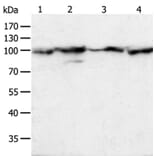 HSP90B1 Antibody from Signalway Antibody (35762) - Antibodies.com