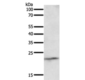NEUROG3 Antibody from Signalway Antibody (35837) - Antibodies.com