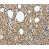 Immunohistochemistry - NEUROG3 Antibody from Signalway Antibody (35837) - Antibodies.com