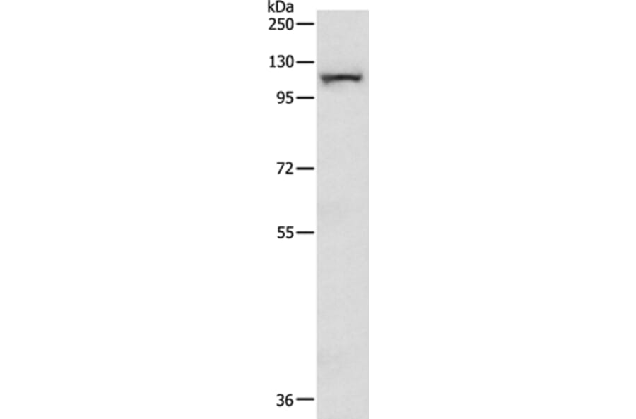 MAP3K14 Antibody from Signalway Antibody (35838) - Antibodies.com