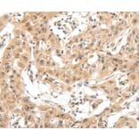 Immunohistochemistry - MAP3K14 Antibody from Signalway Antibody (35838) - Antibodies.com