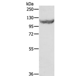 EIF2AK3 Antibody from Signalway Antibody (35876) - Antibodies.com