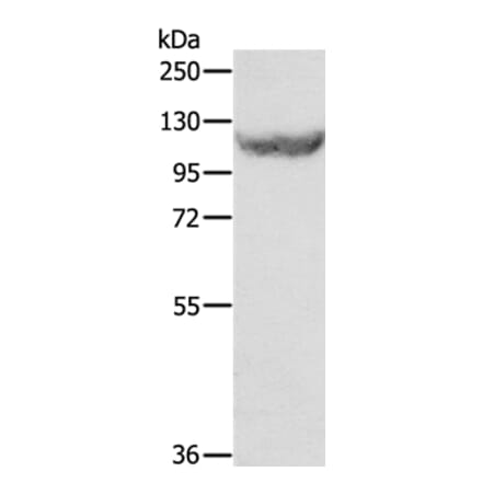 EIF2AK3 Antibody from Signalway Antibody (35876) - Antibodies.com