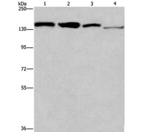 RAD54L2 Antibody from Signalway Antibody (35903) - Antibodies.com