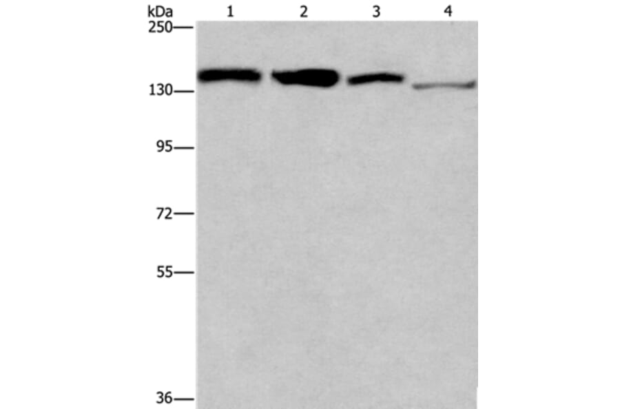 RAD54L2 Antibody from Signalway Antibody (35903) - Antibodies.com