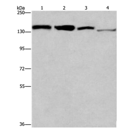 RAD54L2 Antibody from Signalway Antibody (35903) - Antibodies.com