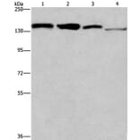 RAD54L2 Antibody from Signalway Antibody (35903) - Antibodies.com