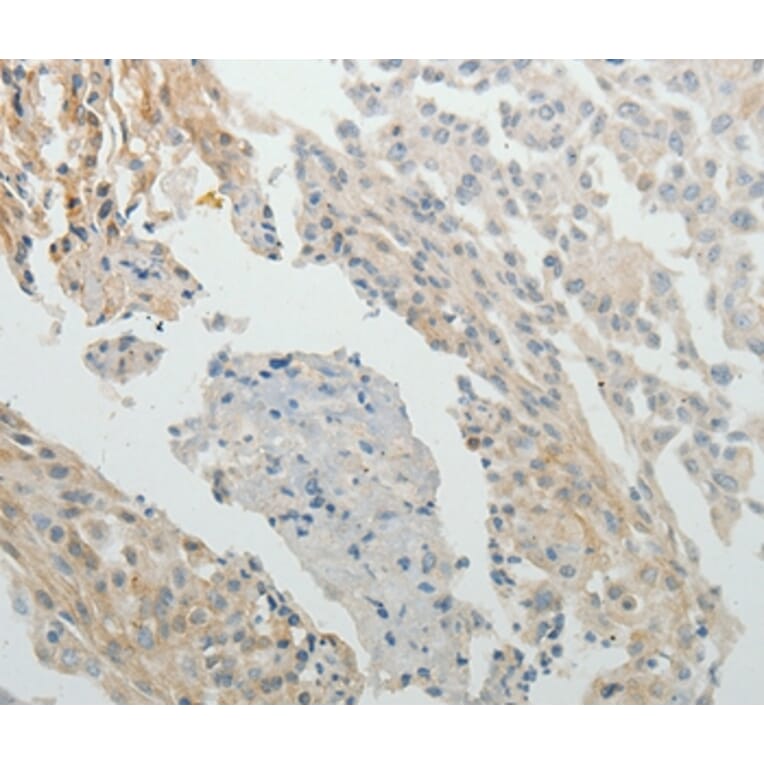 Immunohistochemistry - SPATA17 Antibody from Signalway Antibody (35943) - Antibodies.com
