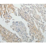 Immunohistochemistry - SPATA17 Antibody from Signalway Antibody (35943) - Antibodies.com