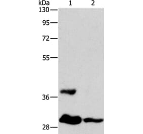 ANKRD54 Antibody from Signalway Antibody (36107) - Antibodies.com