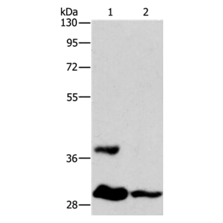 ANKRD54 Antibody from Signalway Antibody (36107) - Antibodies.com